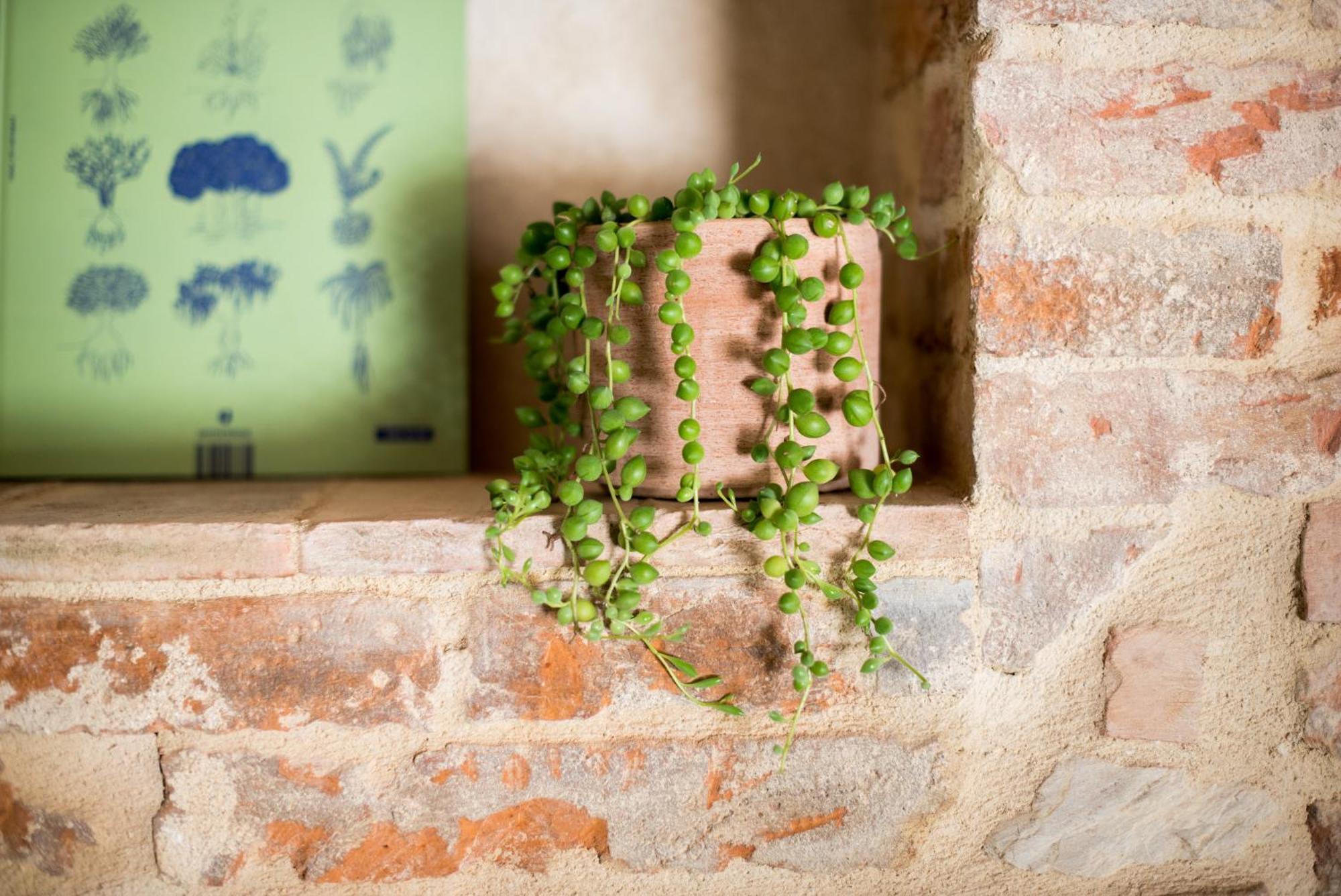 Agriturismo Casalino18 Tognazza Zewnętrze zdjęcie